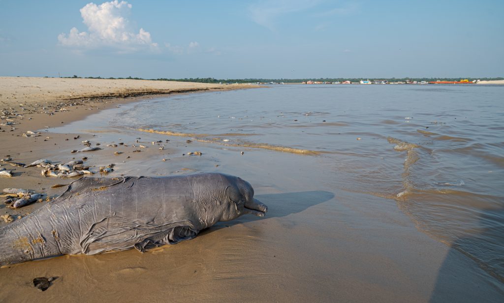 110 endangered river dolphins found dead amidst Brazilian Amazon drought