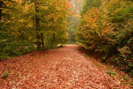 Forests Blanketed in Falling Leaves in Türkiye’s Balıkesir
