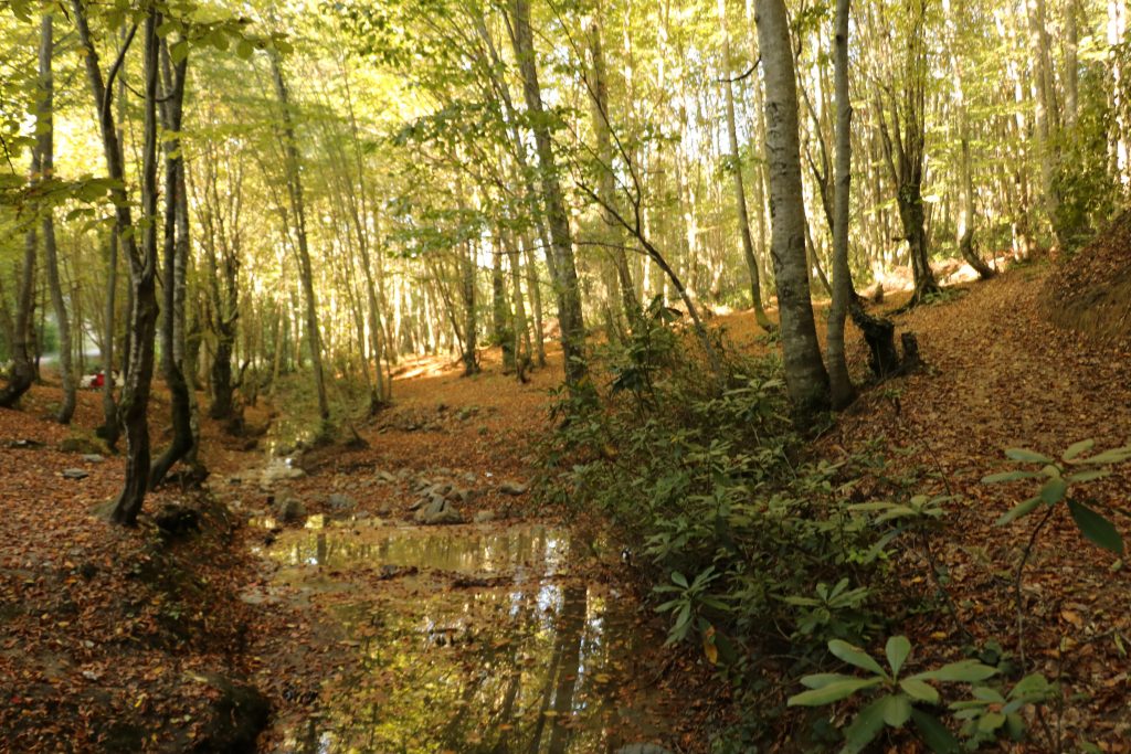 ZONGULDAK ORMANLARINDA SONBAHAR GÜZELLİĞİ