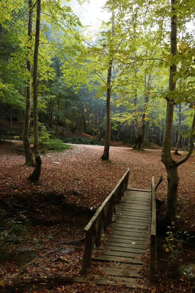ZONGULDAK ORMANLARINDA SONBAHAR GÜZELLİĞİ