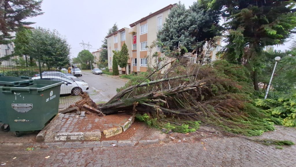 KOCAELİ'DE AĞAÇLAR FIRTINAYA DAYANAMADI