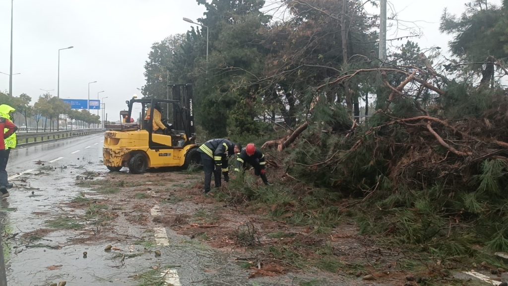KOCAELİ'DE AĞAÇLAR FIRTINAYA DAYANAMADI