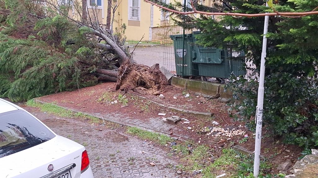 KOCAELİ'DE AĞAÇLAR FIRTINAYA DAYANAMADI