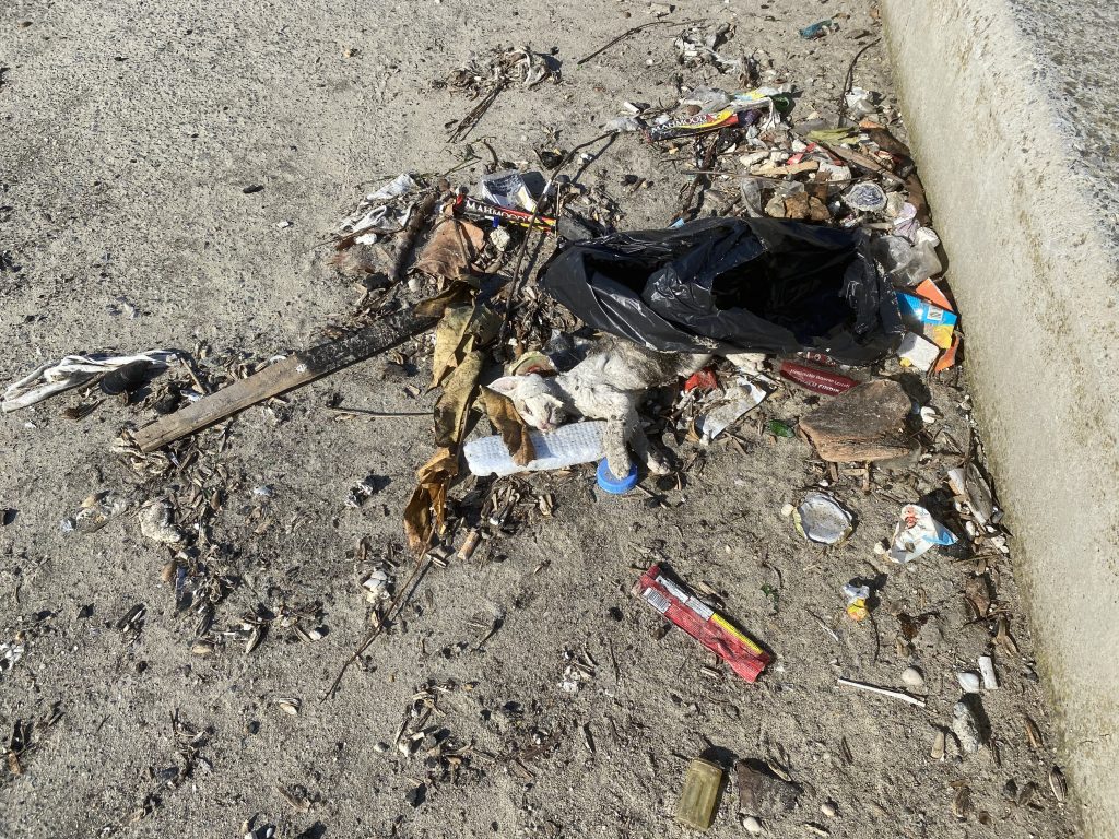 İSTANBUL'DA BİR ÇOK KEDİ DEV DALGALAR ARASINDA BOĞULDU