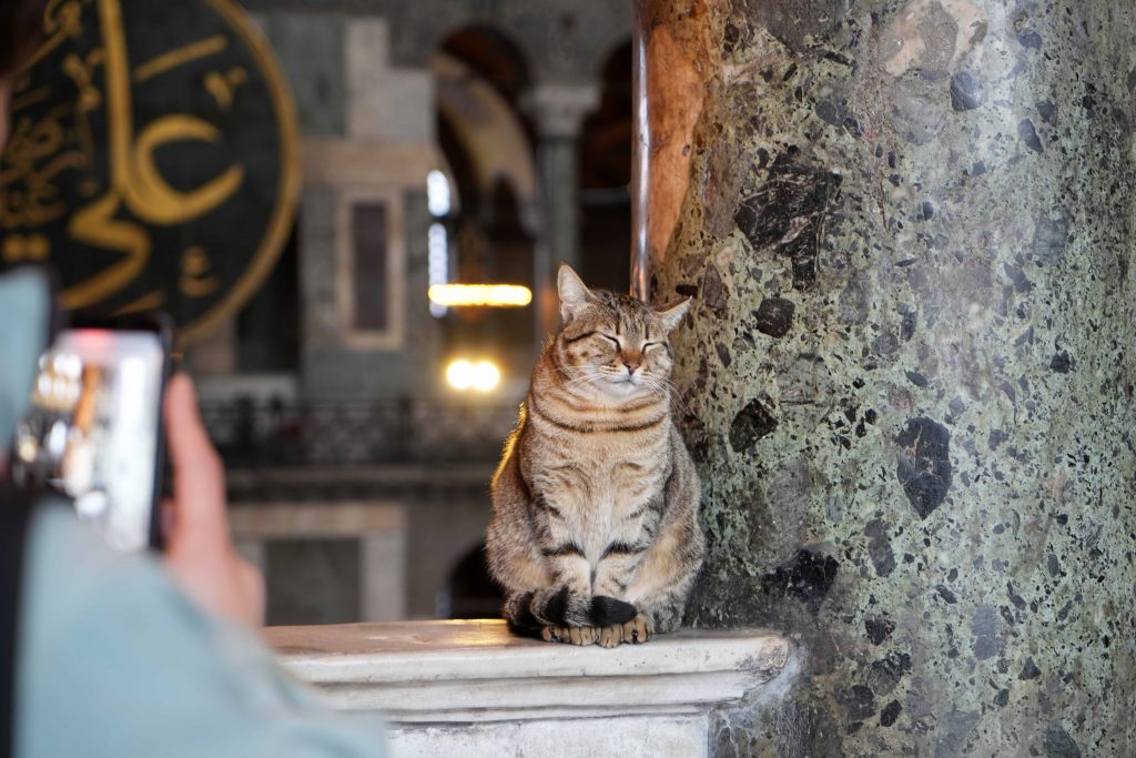 AYASOFYA CAMİİ'NİN ZİYARET KATINA GİREN İLK KEDİ TURİSTLERİN YENİ GLİ'Sİ OLDU