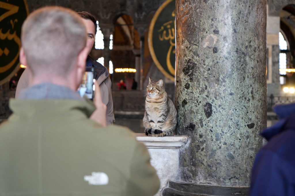 AYASOFYA CAMİİ'NİN ZİYARET KATINA GİREN İLK KEDİ TURİSTLERİN YENİ GLİ'Sİ OLDU