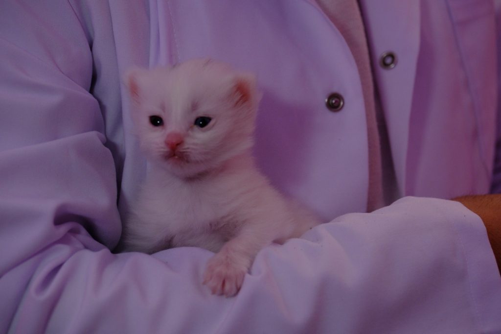 BU YILIN İLK YAVRU VAN KEDİLERİ DÜNYAYA GELDİ KEDİ VİLLASINDA 2 KEDİ 5 YAVRU DOĞURDU İLK ETAPTA 30 KEDİ DOĞUM YAPACAK