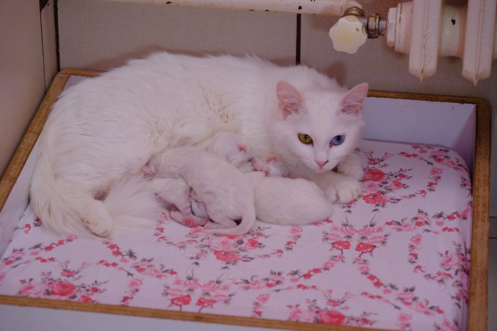 BU YILIN İLK YAVRU VAN KEDİLERİ DÜNYAYA GELDİ KEDİ VİLLASINDA 2 KEDİ 5 YAVRU DOĞURDU İLK ETAPTA 30 KEDİ DOĞUM YAPACAK