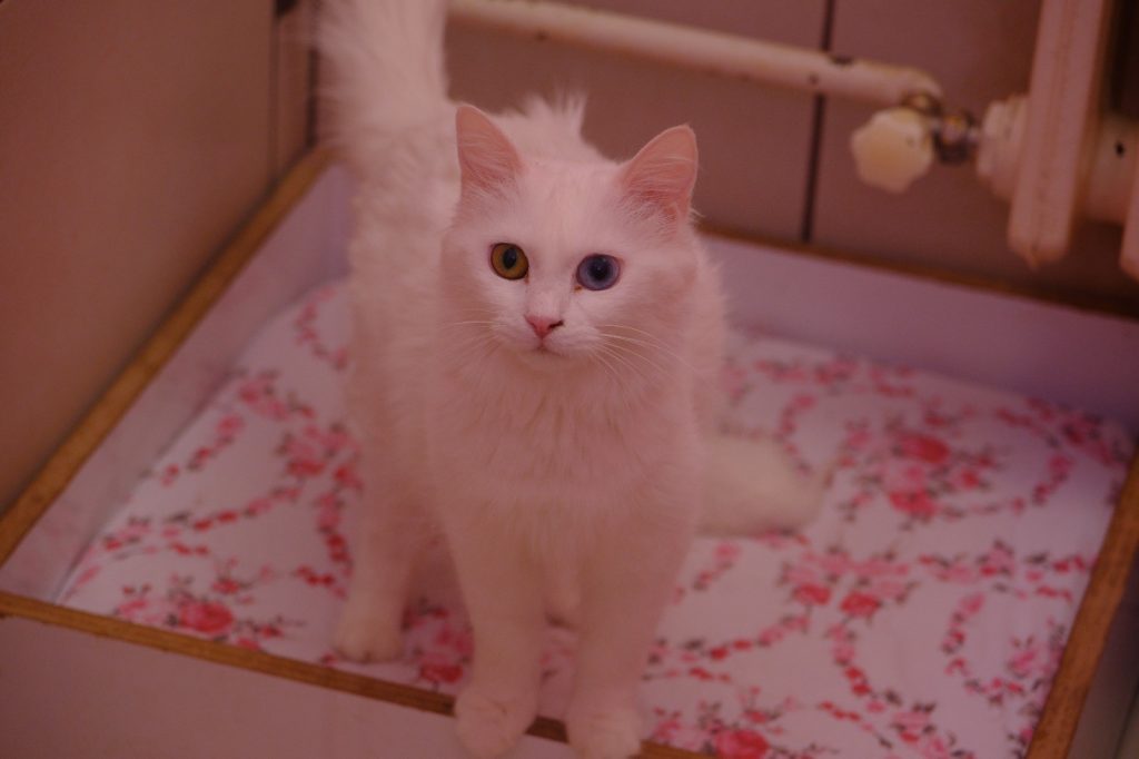 BU YILIN İLK YAVRU VAN KEDİLERİ DÜNYAYA GELDİ KEDİ VİLLASINDA 2 KEDİ 5 YAVRU DOĞURDU İLK ETAPTA 30 KEDİ DOĞUM YAPACAK