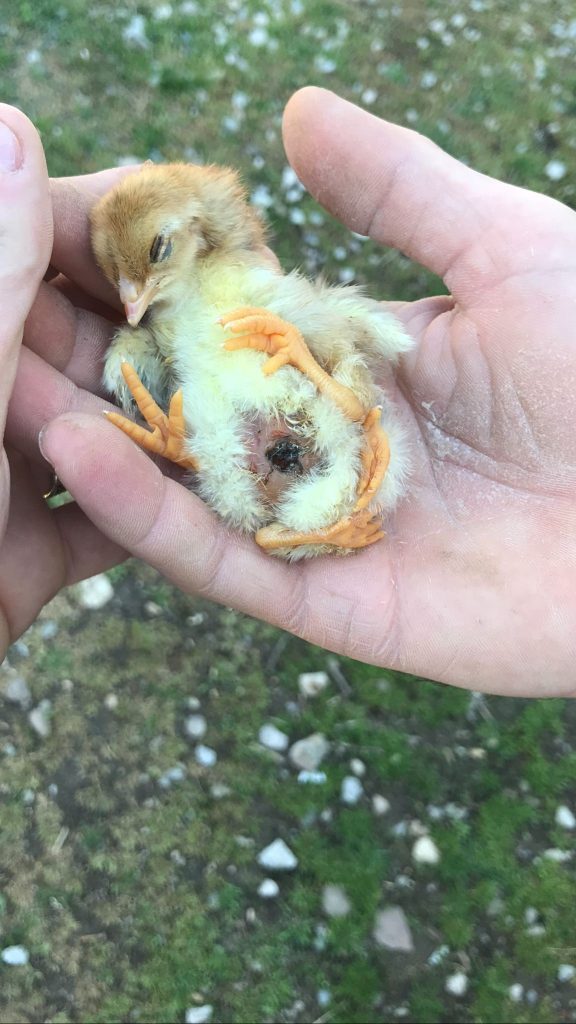 DÖRT BACAKLI CİVCİV GÖRENLERİ ŞAŞIRTIYOR