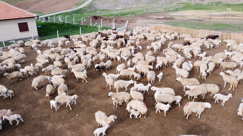 YÜREKLERİ ISITAN GÖRÜNTÜ, KUZULAR ANNELERİNE BÖYLE KOŞTU YOZGAT'TA KOYUNLAR VE KUZULAR BULUŞTU, ORTAYA RENKLİ GÖRÜNTÜLER ÇIKTI