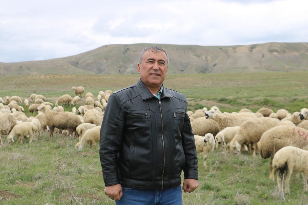 SİVAS'TA KUZULAR ANNELERİYLE BULUŞTU