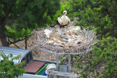 Baby Storks Return to Turkish Village After 41 Years