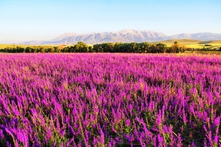 June Flowers Form Visual Feast in Kahramanmaraş