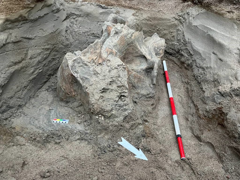 KIRGIZİSTAN'DAKİ BİR TAŞ OCAĞINDA MAMUT KEMİKLERİ BULUNDU