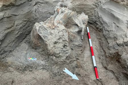 Ancient Mammoth Remains Found in Kyrgyzstan