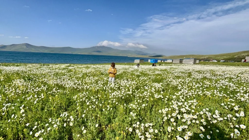 BEMBEYAZ PAPATYA TARLASI FOTOĞRAFÇILARIN GÖZDESİ