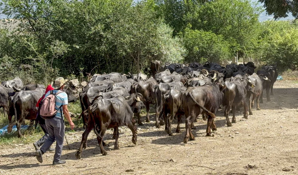 AFRİKA DEĞİL TOKAT: TOKAT'TA AFRİKA BELGESELLERİNİ ANDIRAN GÖRÜNTÜLER