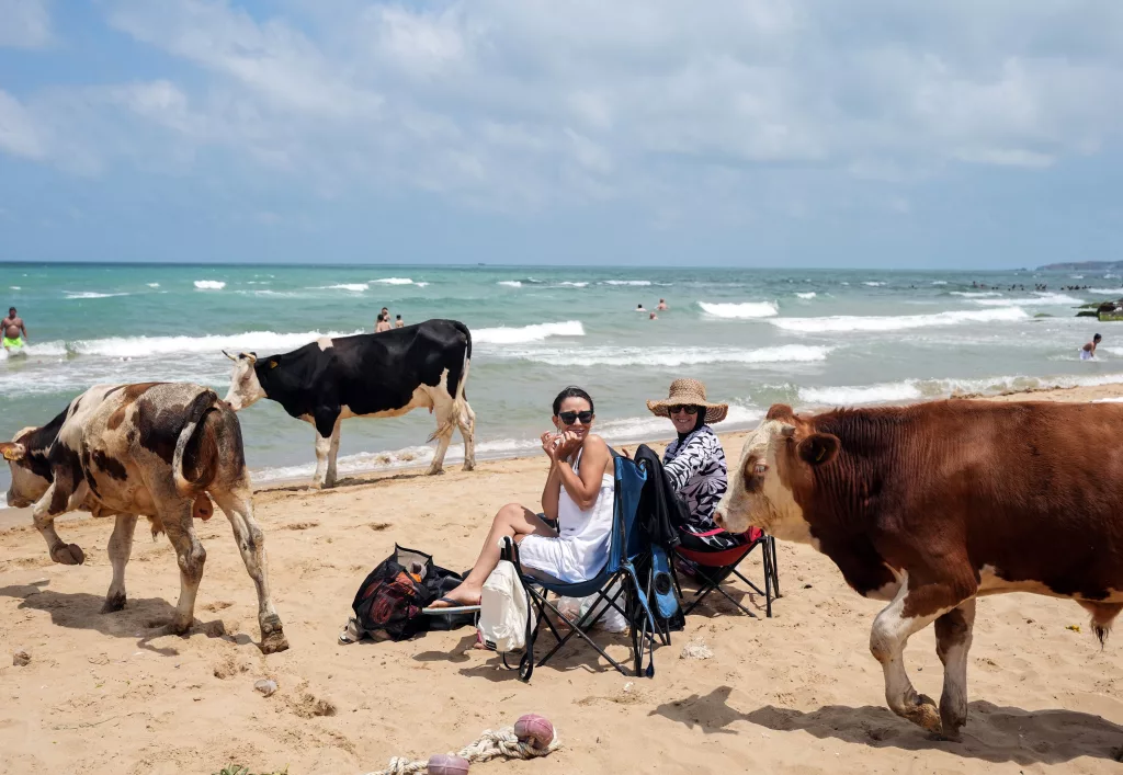 HALK PLAJLARI DOLDU, 'BEACH'LERDE ŞEZLONGLAR BOŞ KALDI GİRİŞ ÜCRETLERİYLE GÜNDEME GELEN ÖZEL PLAJLARA İLGİ AZALDI SICAĞIN BUNALTTIĞI İNEKLER SAHİLE AKIN ETTİ