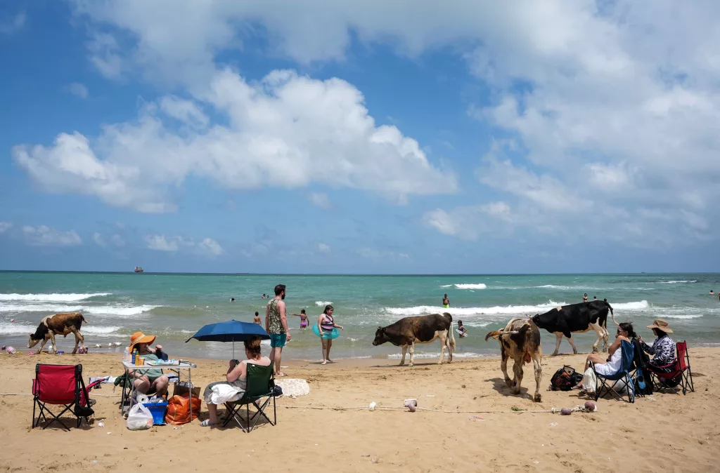 HALK PLAJLARI DOLDU, 'BEACH'LERDE ŞEZLONGLAR BOŞ KALDI GİRİŞ ÜCRETLERİYLE GÜNDEME GELEN ÖZEL PLAJLARA İLGİ AZALDI SICAĞIN BUNALTTIĞI İNEKLER SAHİLE AKIN ETTİ