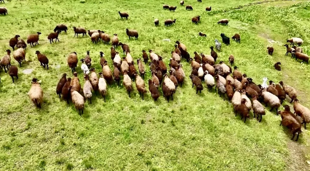 AĞRI'NIN VOLKANİK PLATOLARINDAKİ MENDERESLER DRONLA GÖRÜNTÜLENDİ