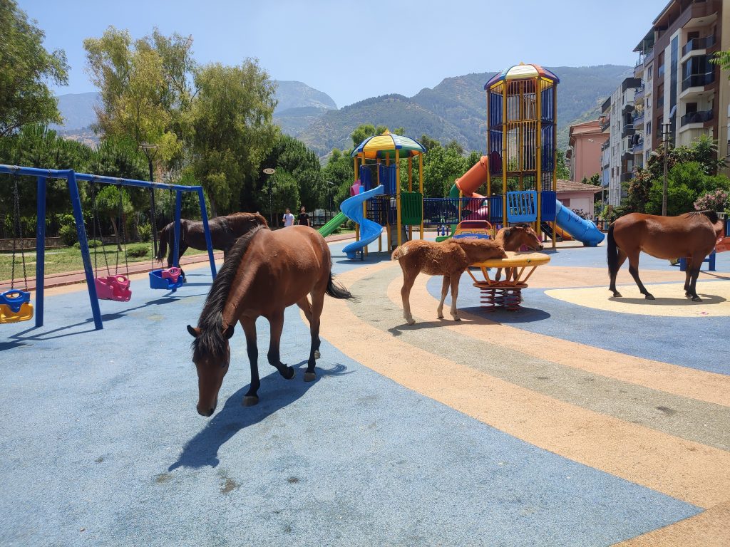 SICAKTAN BUNALAN YILKI ATLARI ÇOCUK PARKINA İNDİ SPİL DAĞI MİLLİ PARKINDAKİ VARLIKLARIYLA ZİYARETÇİLERİN EN BÜYÜK İLGİ KAYNAĞI OLAN YILKI ATLARI HAVA SICAKLIĞININ 40 DERECEYE ULAŞTIĞI MANİSA'DA ŞEHRE İNDİ ÇOCUK PARKINDA VATANDAŞLARIN İLGİ ODAĞI OLAN YILKI ATLARI GÖLGELİK YERLERİ TERCİH EDEREK SICAKTAN KORUNMAYA ÇALIŞTI