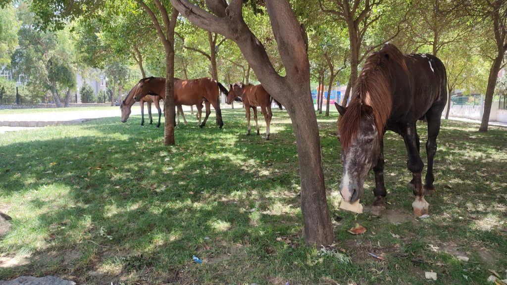 SICAKTAN BUNALAN YILKI ATLARI ÇOCUK PARKINA İNDİ SPİL DAĞI MİLLİ PARKINDAKİ VARLIKLARIYLA ZİYARETÇİLERİN EN BÜYÜK İLGİ KAYNAĞI OLAN YILKI ATLARI HAVA SICAKLIĞININ 40 DERECEYE ULAŞTIĞI MANİSA'DA ŞEHRE İNDİ ÇOCUK PARKINDA VATANDAŞLARIN İLGİ ODAĞI OLAN YILKI ATLARI GÖLGELİK YERLERİ TERCİH EDEREK SICAKTAN KORUNMAYA ÇALIŞTI