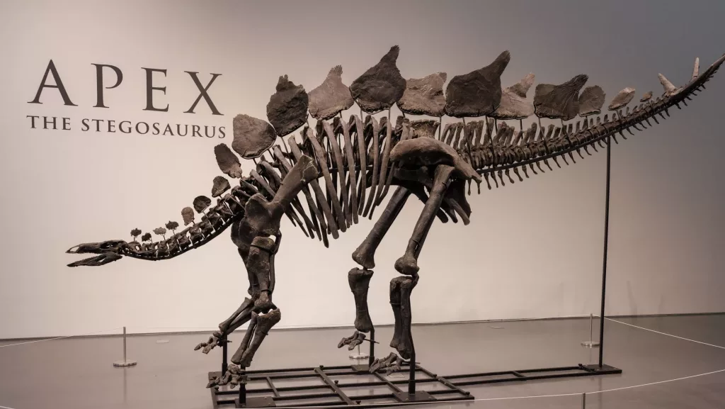 150 million-year-old stegosaurus fossil unveiled at Sotheby's in New York
