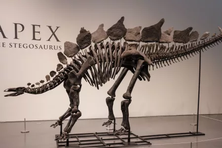 Dinosaur Skeleton Sold for Record Price in Auction