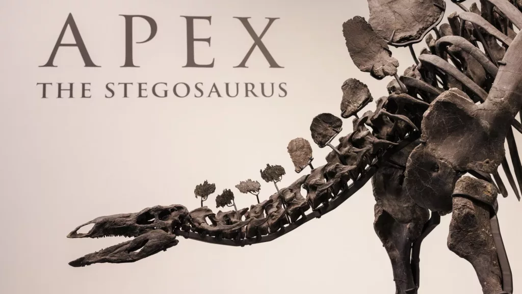 150 million-year-old stegosaurus fossil unveiled at Sotheby's in New York