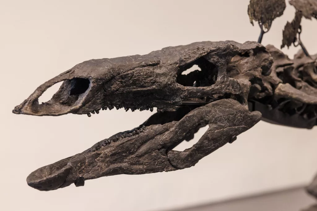 150 million-year-old stegosaurus fossil unveiled at Sotheby's in New York