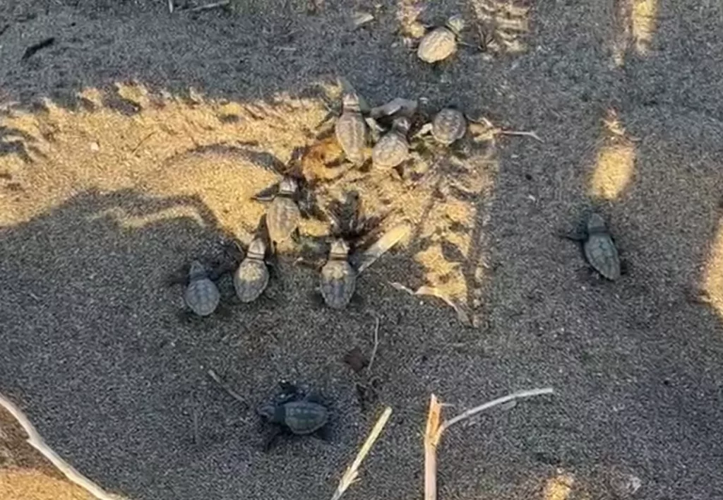 ALANYA'DA İLK YAVRU CARETTA CARETTALAR DENİZLE BULUŞTU