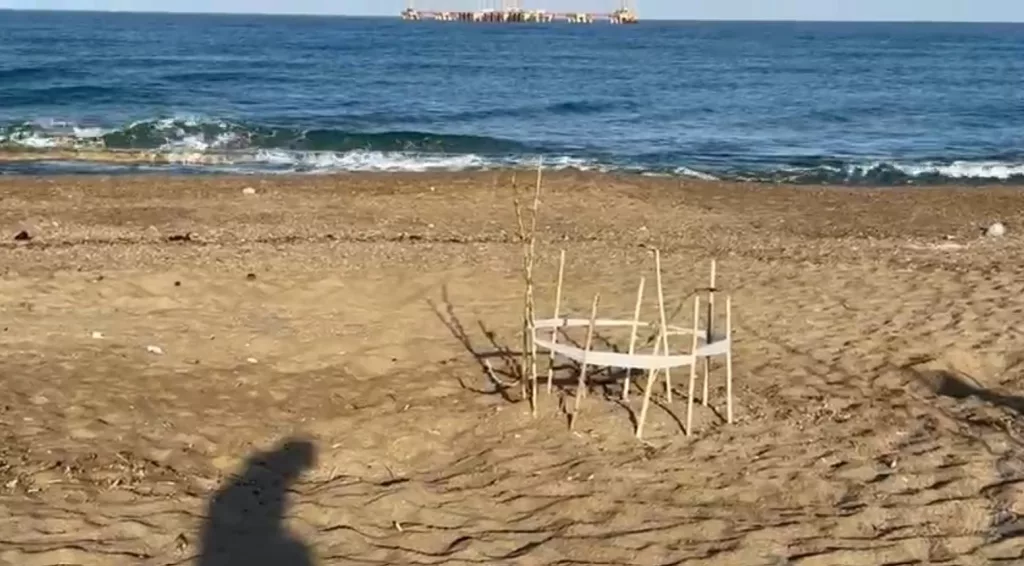 ALANYA'DA İLK YAVRU CARETTA CARETTALAR DENİZLE BULUŞTU
