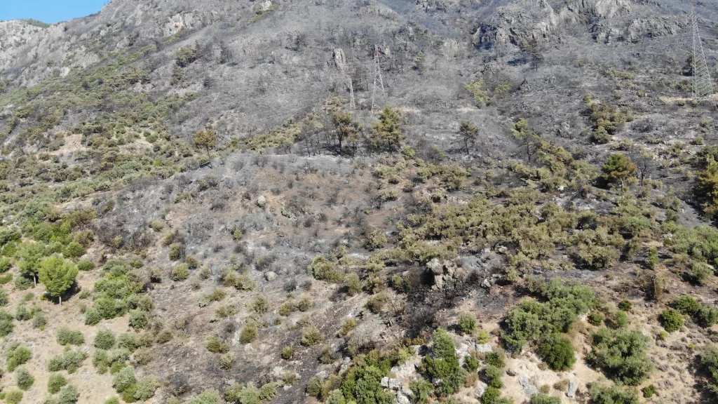 YANGIN SONRASI ACI TABLO GÜN AĞARINCA ORTAYA ÇIKTI YAKLAŞIK 300 DEKAR ALANIN YANDIĞI GERMENCİK VE SÖKE'DE HAVA ARAÇLARI SORTİLERİNE DEVAM EDİYOR