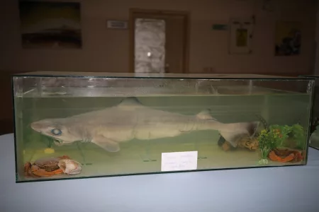Juvenile Spur Shark on Display at Akdeniz University