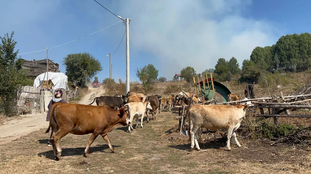ALEVLENEN YANGINDAN HAYVANLARINI BÖYLE KAÇIRDI