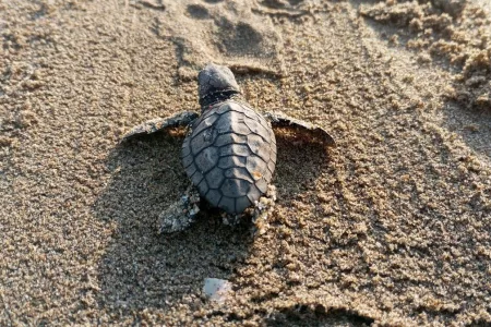 Hundreds of Baby Caretta Carettas Hatch in Nests in Aydın