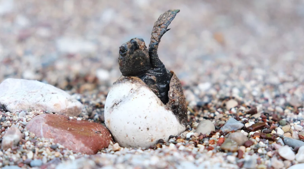 ÇIRALI'DA CARETTA CARETTA REKORU 4 BİN YAVRU CARETTA CARETTA DENİZLE BULUŞTU