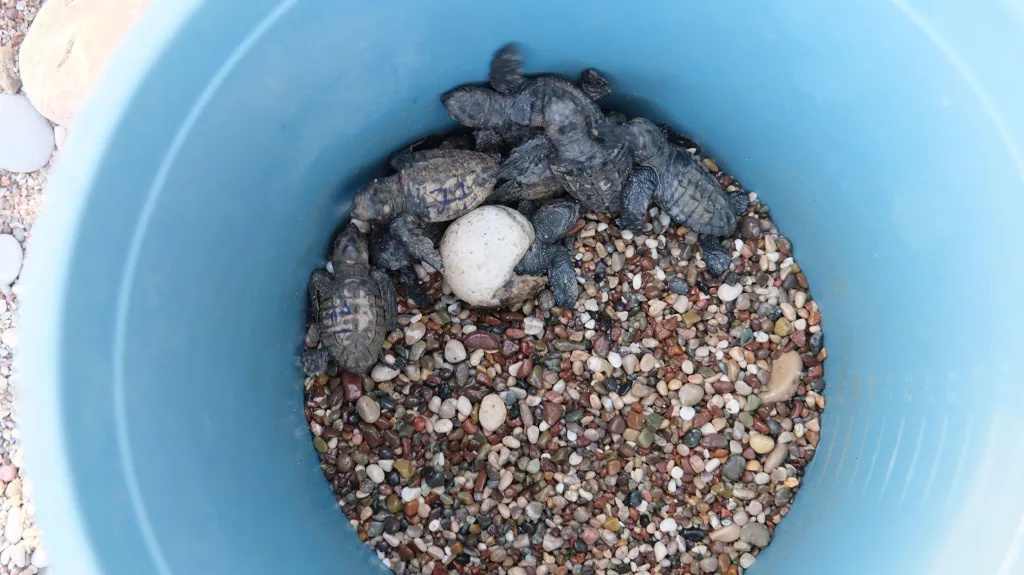 ÇIRALI'DA CARETTA CARETTA REKORU 4 BİN YAVRU CARETTA CARETTA DENİZLE BULUŞTU