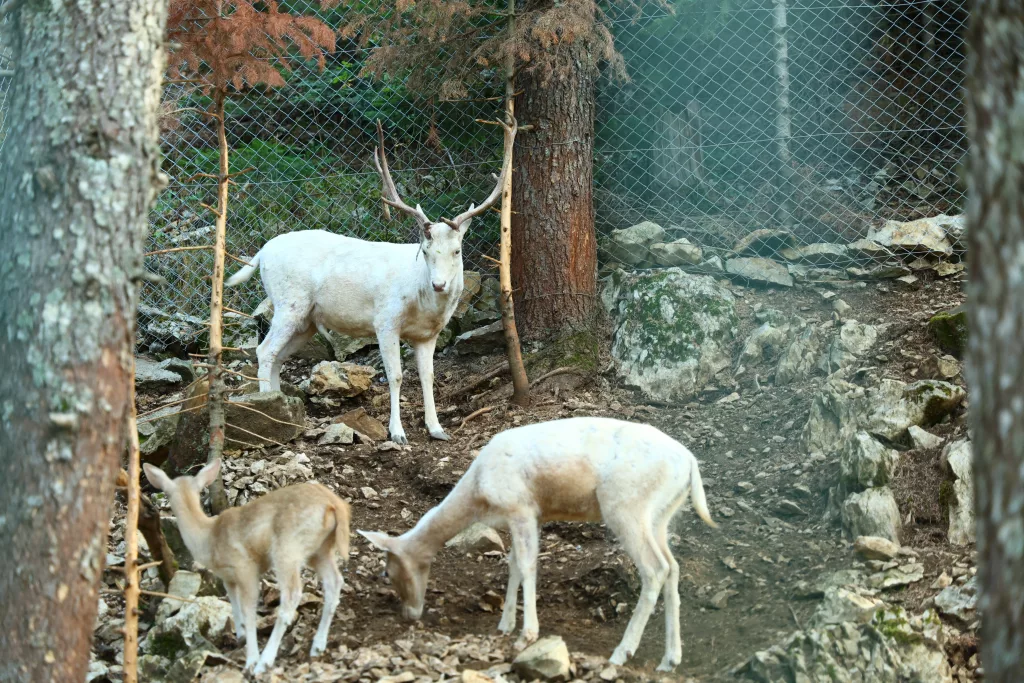 BAŞKONUŞ YAYLASI ZİYARETÇİLERİNİ MEST EDİYOR KAHRAMANMARAŞ'TA EKOTURİZMİN KALBİNİN ATTIĞI YAYLA YERLİ VE YABANCI TURİSTİN YENİ ROTASI OLDU