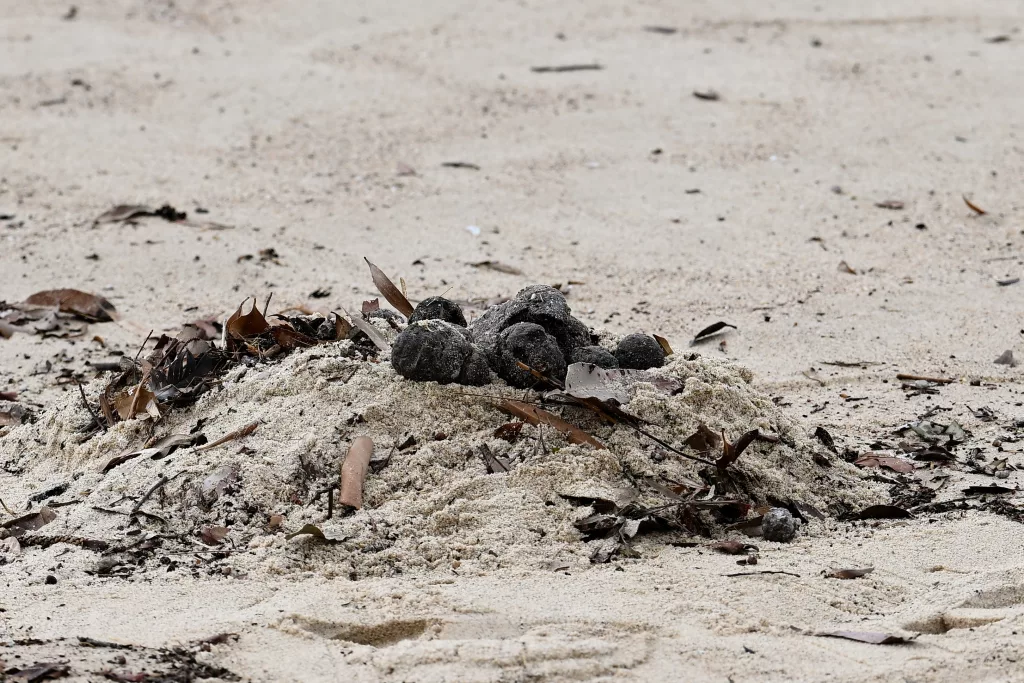 Unknown debris causes beach closure