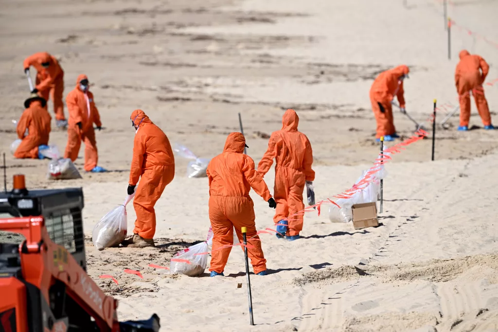 Thousands of black 'tar balls' wash ashore on Coogee Beach
