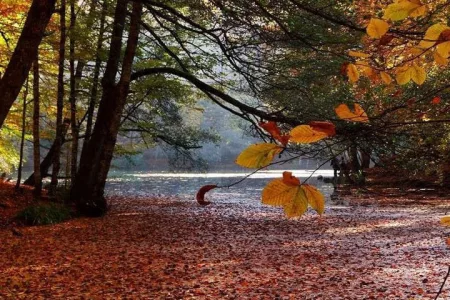 Colors of Autumn Attracts Nature Photographers to Yedigöller in Türkiye