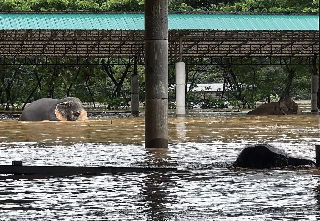 At least two elephants killed as floods sweep through elephant sanctuary in Chiang Mai