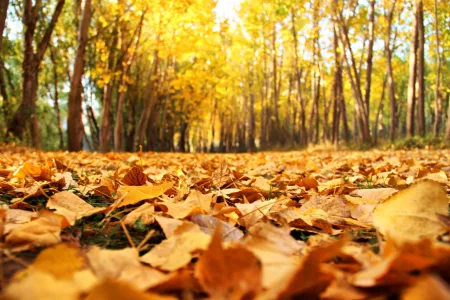 Autumn Colors in Kahramanmaraş Draw Photographers
