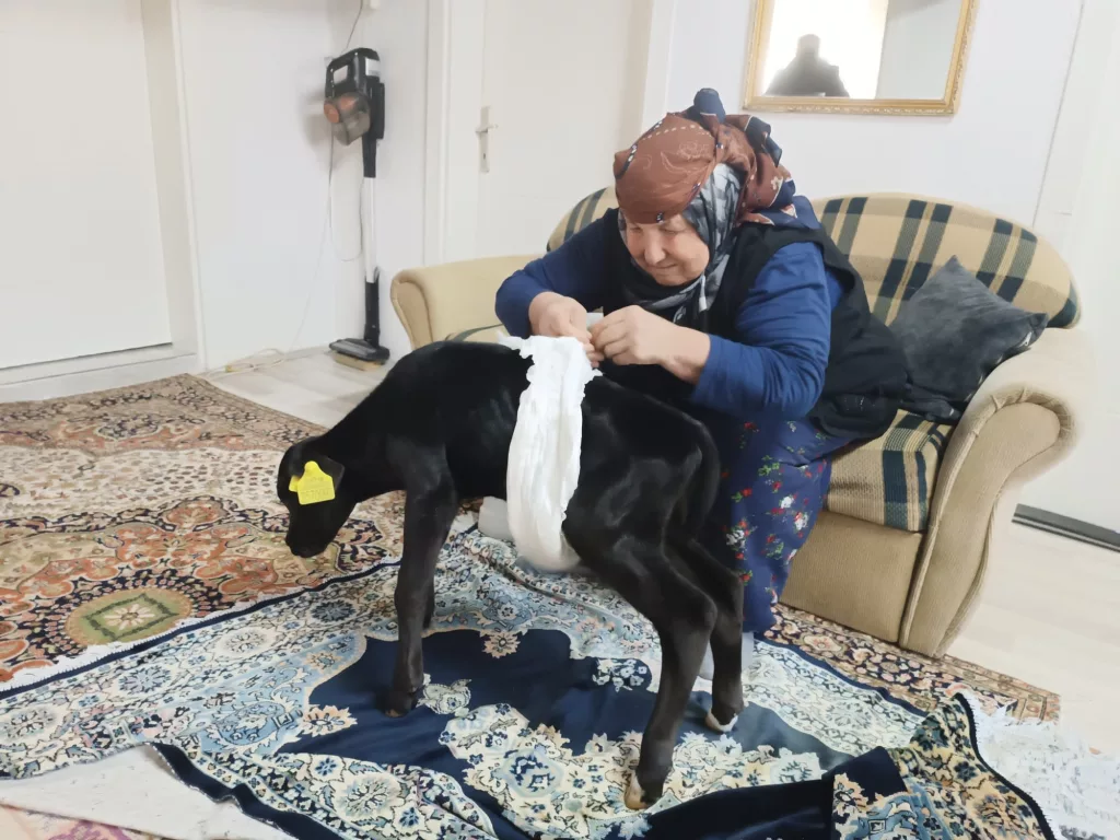 VETERİNERİN "ÖLÜR" DEDİĞİ BUZAĞIYA GÖZÜ GİBİ BAKIYOR
