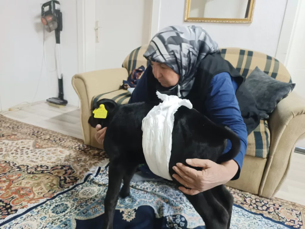 VETERİNERİN "ÖLÜR" DEDİĞİ BUZAĞIYA GÖZÜ GİBİ BAKIYOR