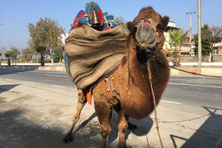 Daily Training for Wrestling Camel in Türkiye’s Aydın