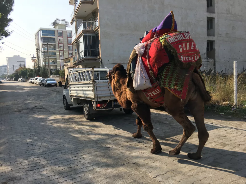 GÜREŞLER İÇİN HER GÜN 10 KİLOMETRE YÜRÜTÜLÜYOR