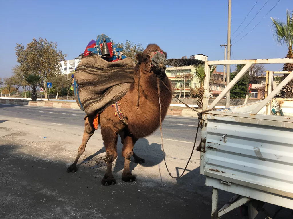 GÜREŞLER İÇİN HER GÜN 10 KİLOMETRE YÜRÜTÜLÜYOR